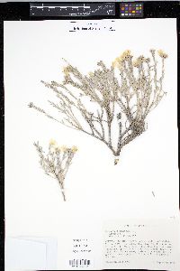 Tetradymia canescens image
