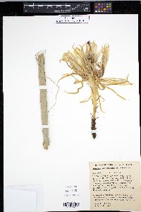 Acanthocereus tetragonus image