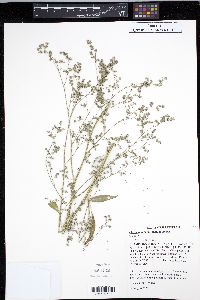 Chenopodium bushianum image
