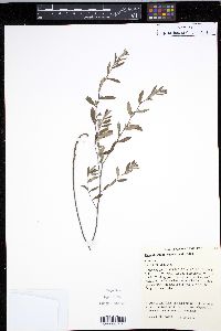 Crocanthemum canadense image