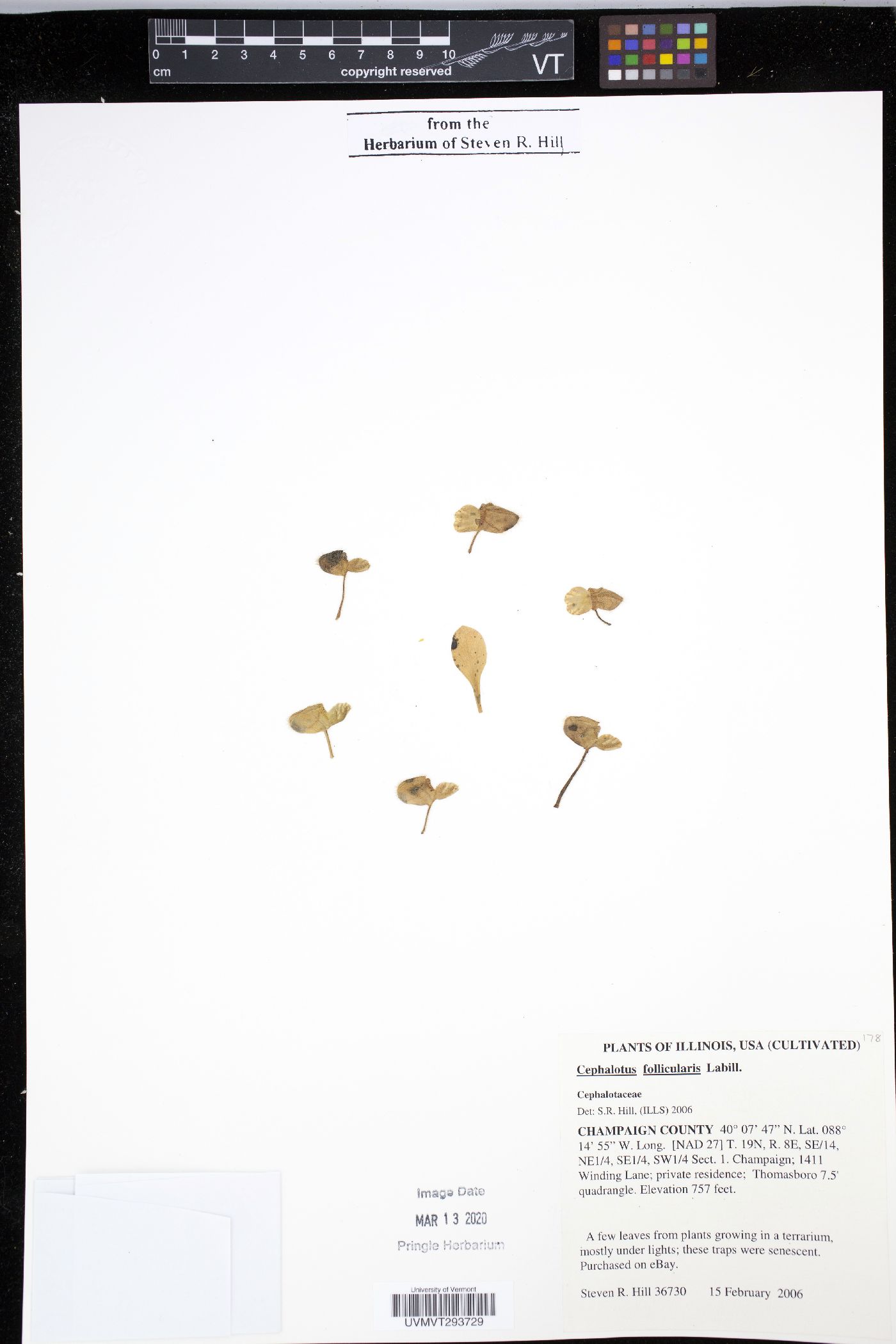 Cephalotus follicularis image