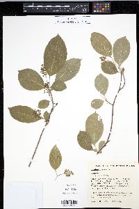 Celastrus scandens image