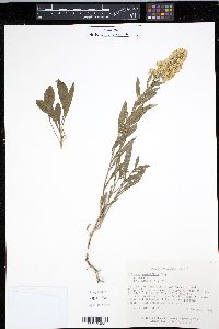 Solidago velutina image