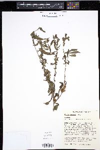 Cuscuta glomerata image