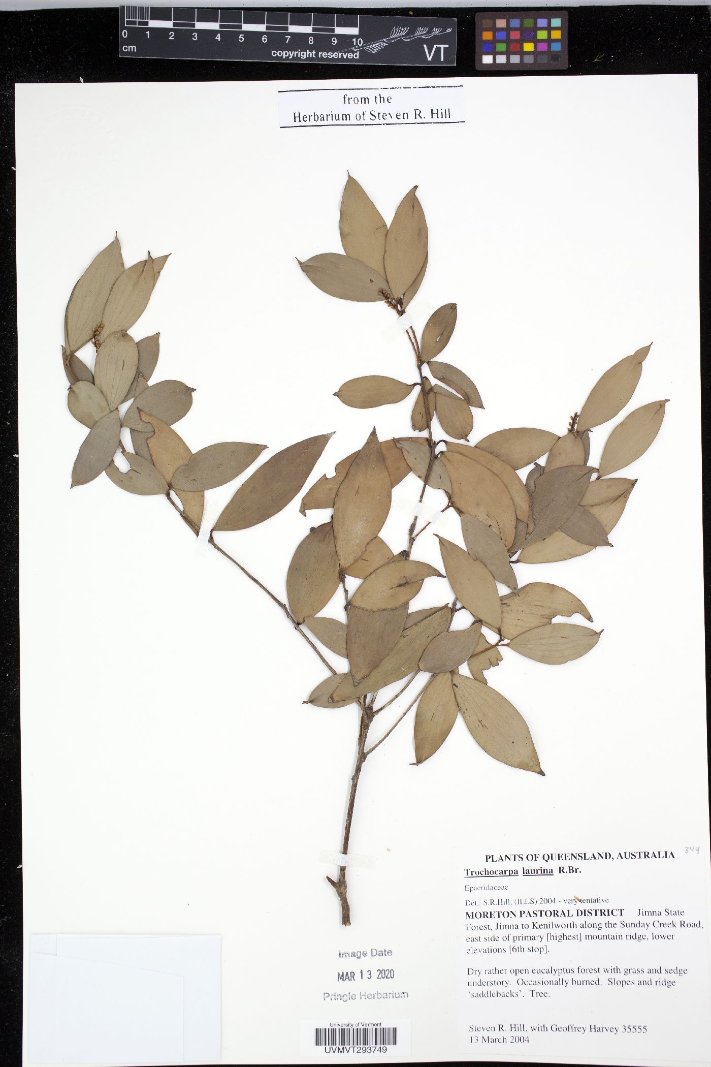 Trochocarpa laurina image
