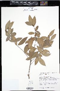 Media resource of Trochocarpa laurina