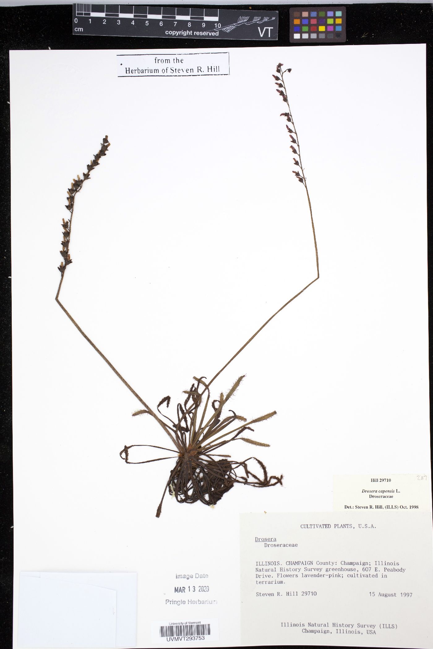 Drosera capensis image