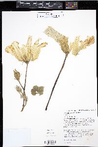 Cucurbita maxima image