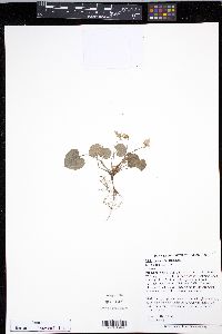 Viola labradorica image