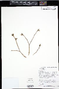 Dirca palustris image