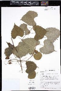 Vitis riparia image