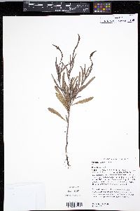 Verbena simplex image