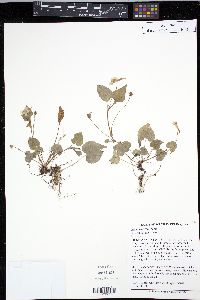 Viola rostrata image