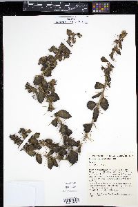 Pereskia diaz-romeroana image
