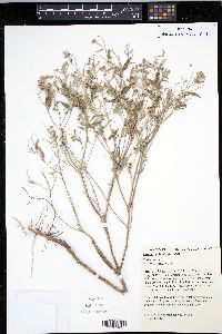 Croton andinus image