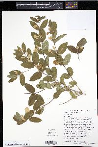 Lonicera × bella image