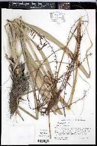 Pitcairnia angustifolia image
