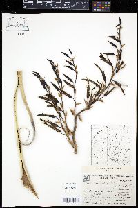 Puya spathacea image