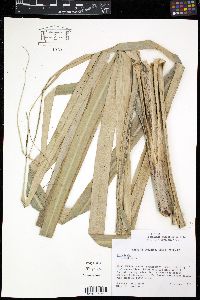 Pitcairnia angustifolia image
