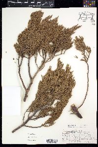 Juniperus deppeana image
