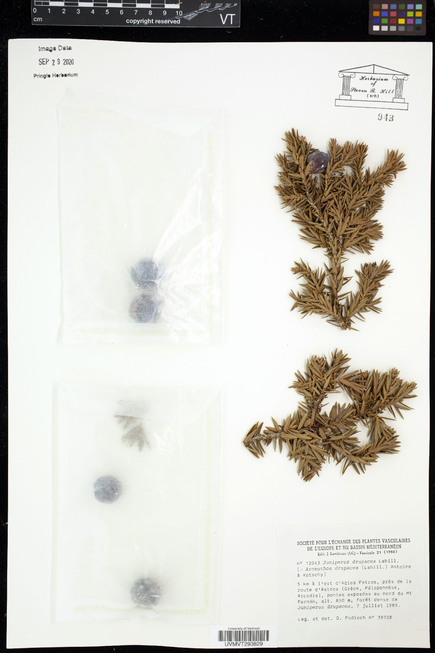 Juniperus drupacea image