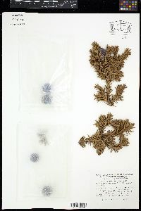 Juniperus drupacea image