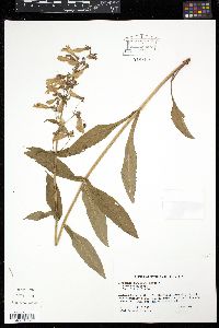 Penstemon canescens image