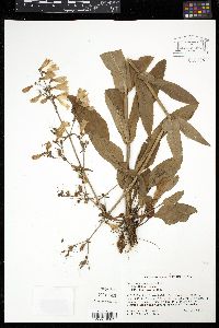 Penstemon canescens image