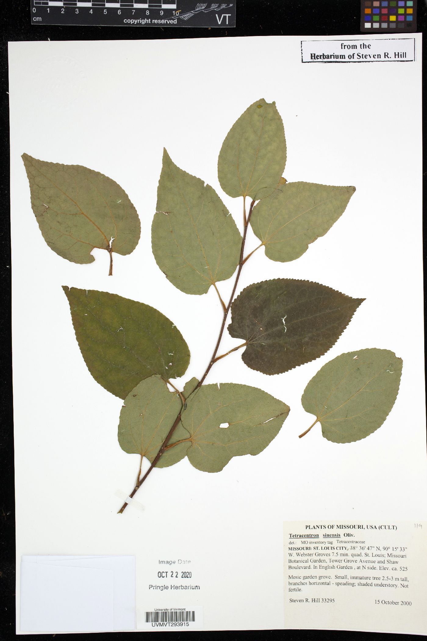 Tetracentron image