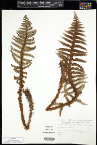 Polystichum vestitum image