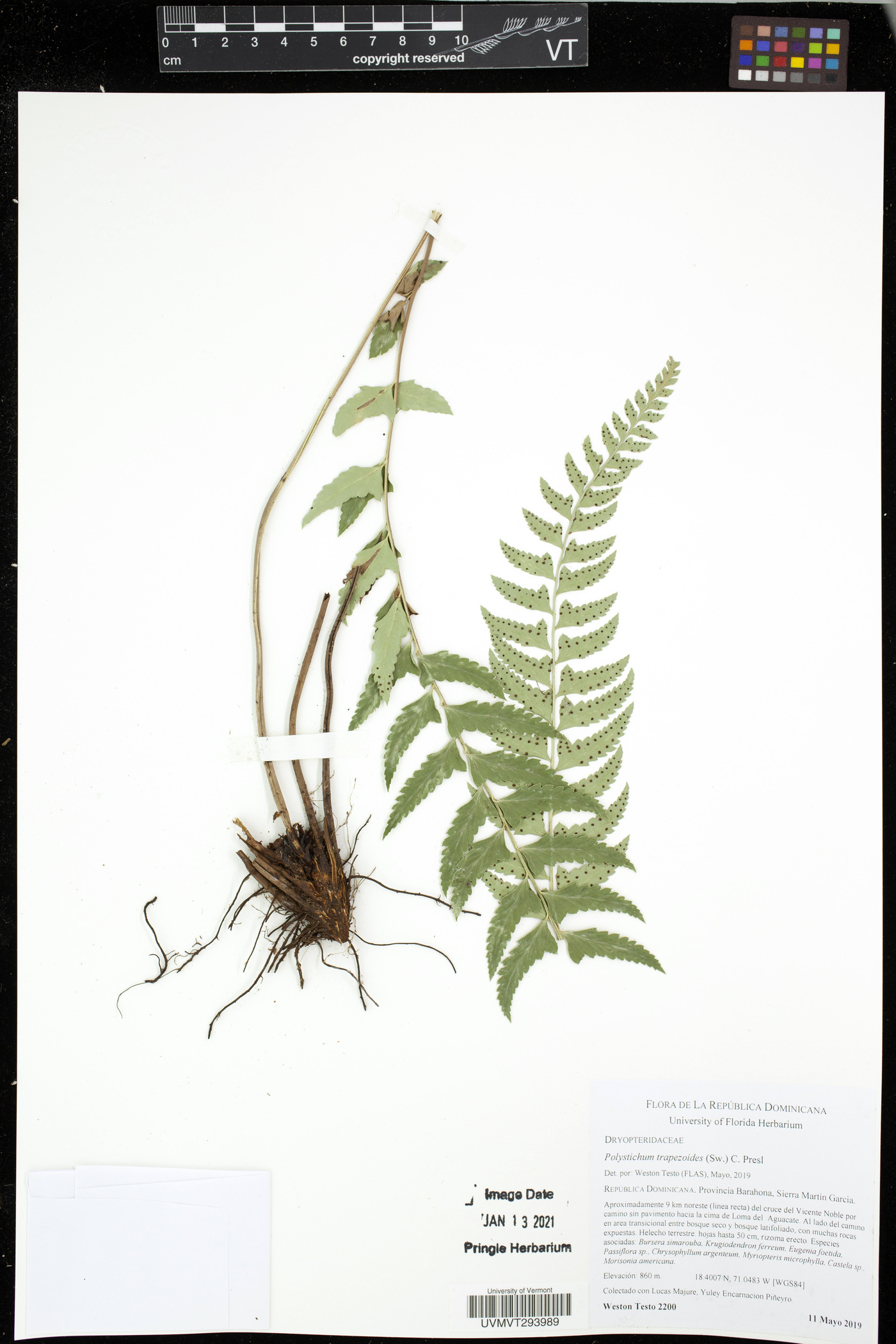 Polystichum trapezoides image