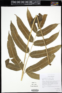 Coniogramme pilosa image
