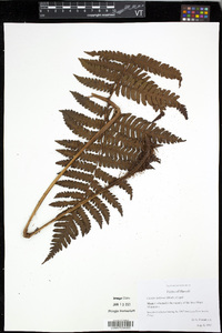 Ctenitis latifrons image