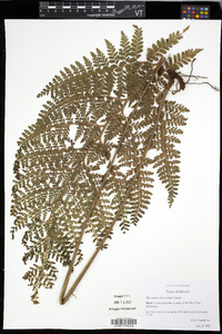Microlepia setosa image
