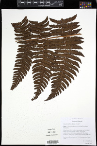 Ctenitis latifrons image