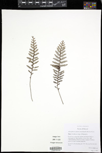 Adenophorus tamariscinus image