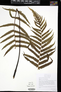 Deparia petersenii image