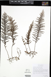 Adenophorus tripinnatifidus image