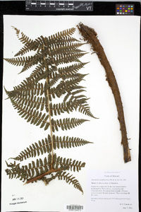 Dryopteris sandwicensis image