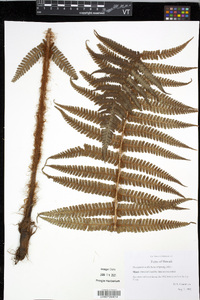 Dryopteris wallichiana image