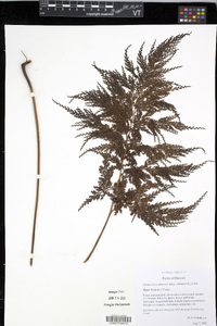 Odontosoria chinensis image