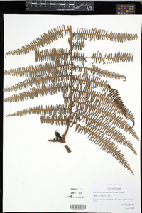 Diplopterygium pinnatum image