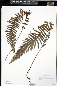 Blechnum kunthianum image