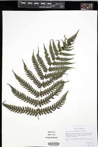 Deparia prolifera image
