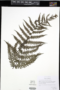Deparia prolifera image