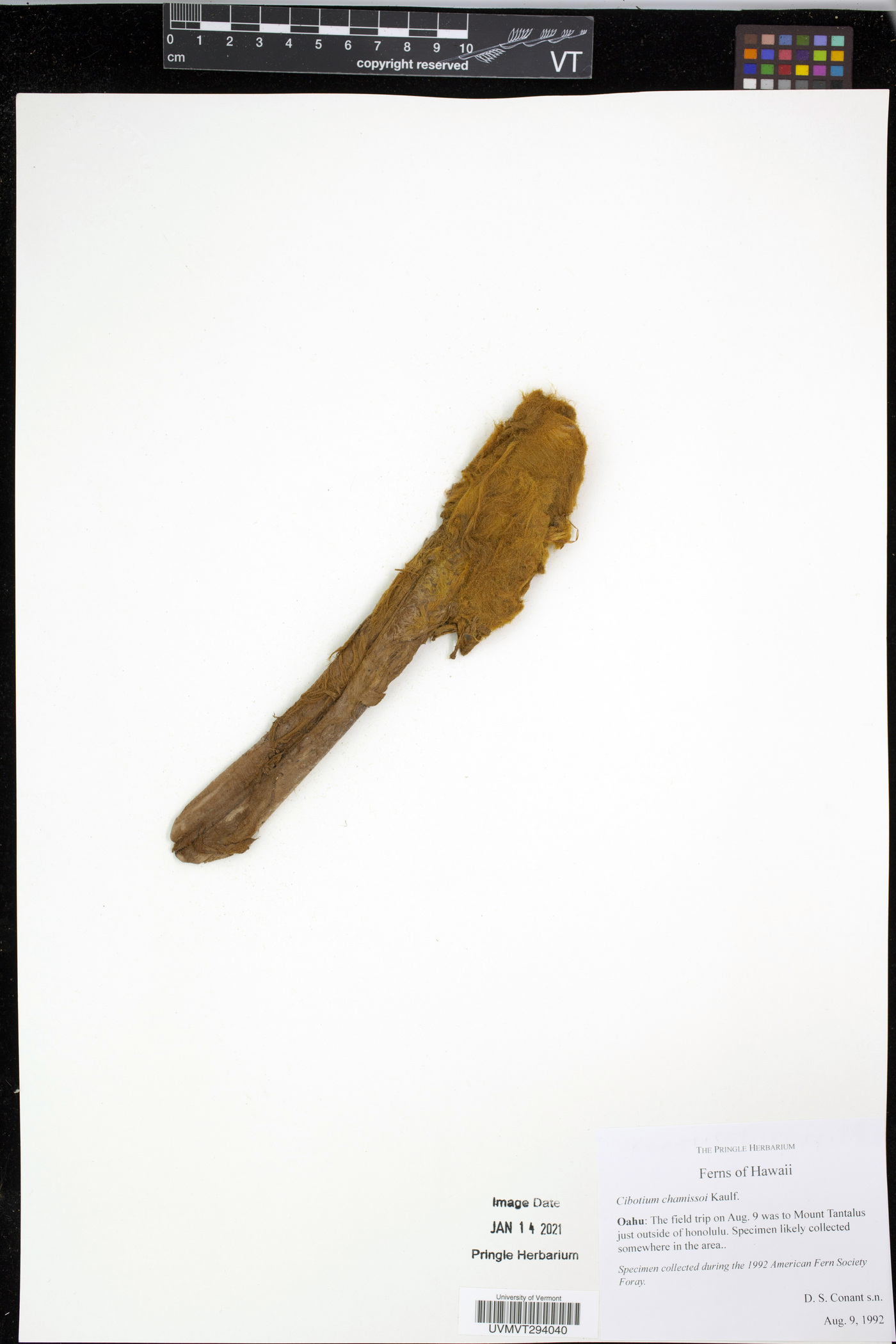 Cibotium chamissoi image
