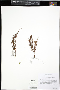 Adenophorus sarmentosus image
