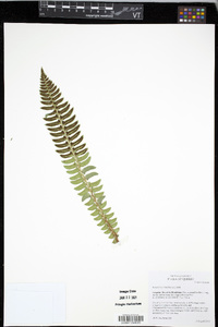 Polystichum lonchitis image