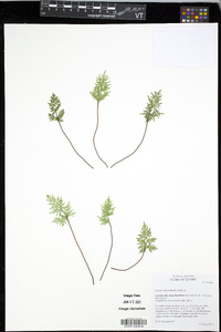 Aspidotis densa image