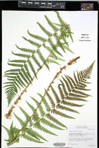 Dryopteris filix-mas image